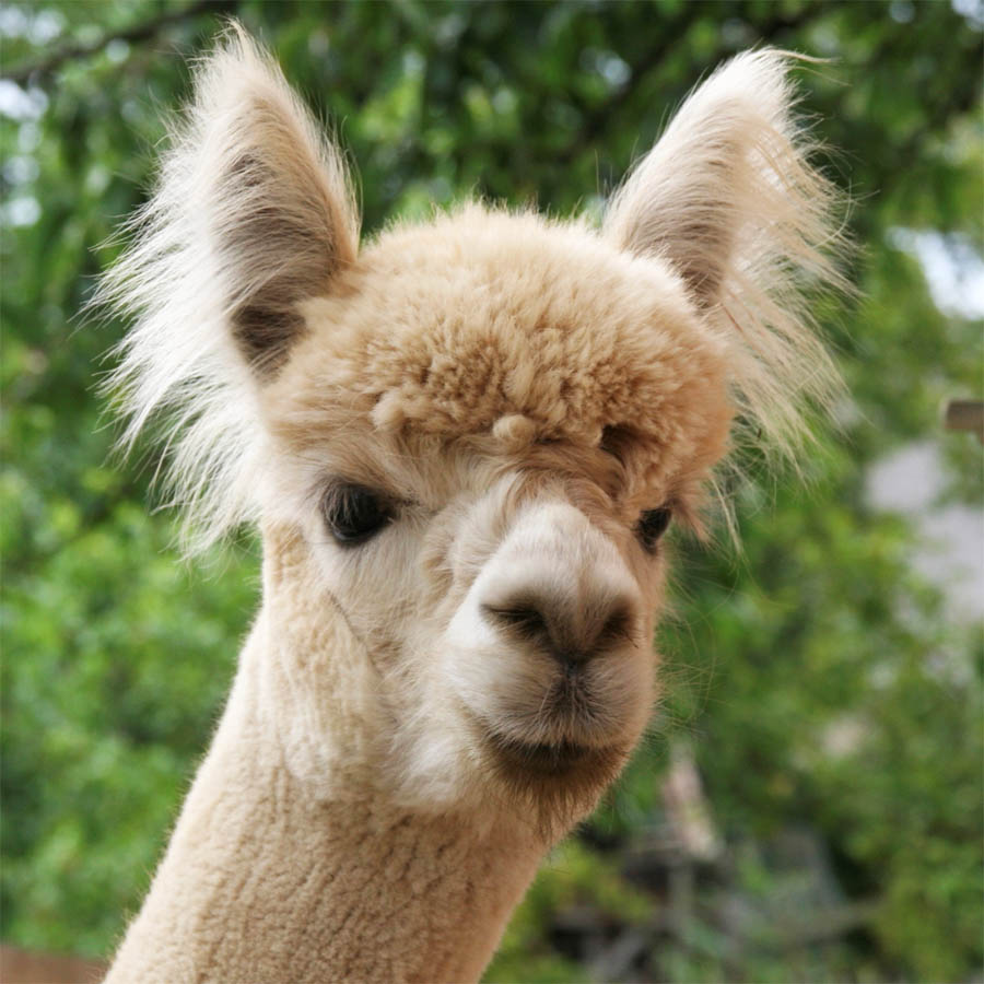 Dankeschön Alpakawanderung